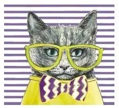 karnet-kw-kot-seledyn