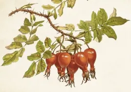 karnet-st430-b6-koperta-dzika-roza