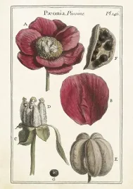 karnet-st426-b6-koperta-piwonie