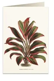 karnet-b6-koperta-6064-dracena-czerwono-zielona