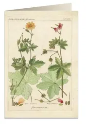 karnet-b6-koperta-6057-pelargonia-pachnaca