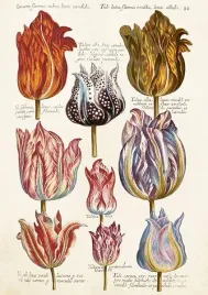 karnet-st476-b6-koperta-tulipany