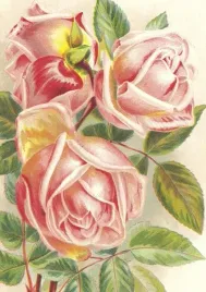 karnet-st472-b6-koperta-rozowe-roze