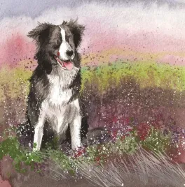 karnet-ac580-pies-collie