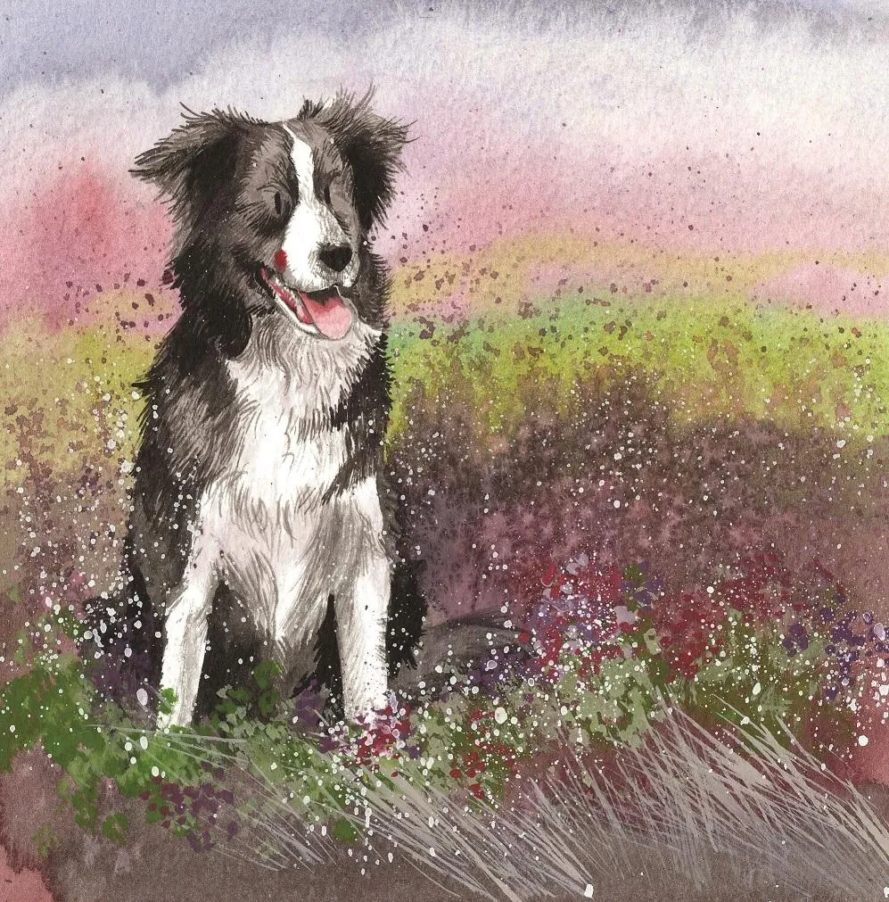 karnet-ac580-pies-collie