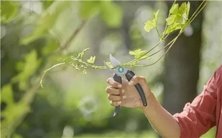 ecoline-sekator-ogrodowy-b-s-m