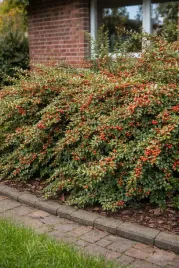 irga-purpurowa-tangstedt-p9-c1