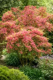 krzewuszka-cudowna-rubidol-p9-c1