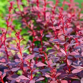 berberys-thunberga-atropurpurea-nana-p9-c1