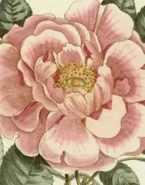 john-derian-picture-book-ii-wer-angielska-john-derian