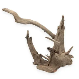 korzen-buddy-old-tree-root-l