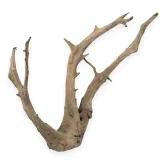 korzen-buddy-old-tree-root-l-stan-nowy
