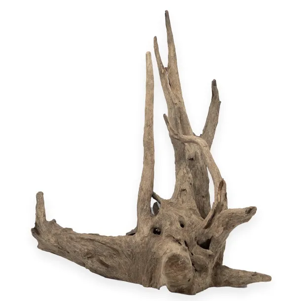 korzen-buddy-old-tree-root-m-kod-producenta-rch-010