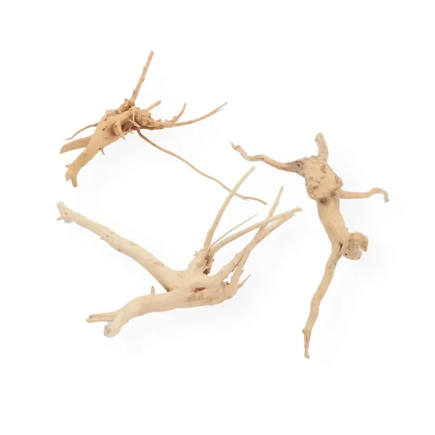 korzen-chinski-spider-wood-m-kod-producenta-rb-007