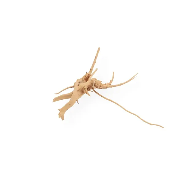 korzen-chinski-spider-wood-m-stan-nowy-kod-producenta-rb-007