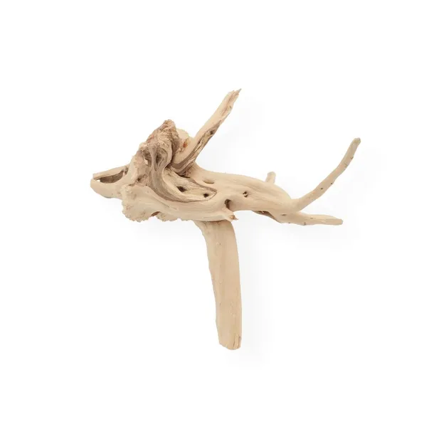 korzen-chinski-spider-wood-m-kod-producenta-rb-007-stan-nowy