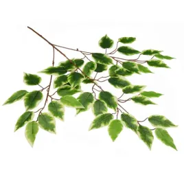 galazka-liscie-fikusa-benjamina-cieniowana