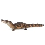 kajman