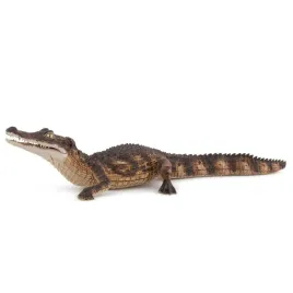 kajman
