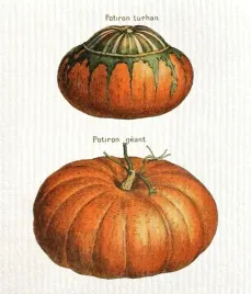 sciereczka-kuchenna-dynie