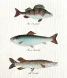 sciereczka-kuchenna-ryby