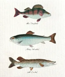 sciereczka-kuchenna-ryby