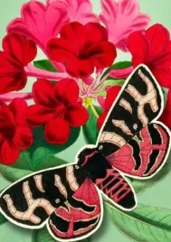 karnet-b6-pop-up-z-koperta-czerwony-motyl