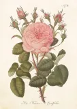 karnet-st540-b6-koperta-roza