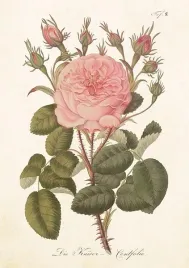 karnet-st540-b6-koperta-roza