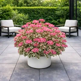 hortensja-pilkowana-euphoria-pink-ozdobna-z-lisci-i-kwiatow-unikatowa