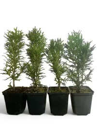 tuja-thuja-szmaragd-wysokosc-25-30cm-sadzonka-w-doniczkach-p9