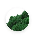 mech-chrobotek-zielony-50g-stan-nowy