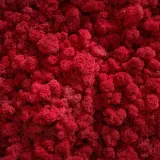 mech-chrobotek-czerwony-20g-stan-nowy