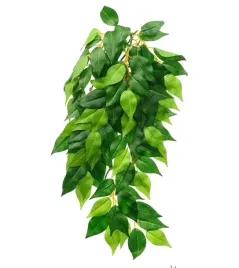 roslina-ficus-exo-terra-s