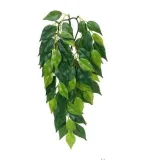 roslina-ficus-exo-terra-m-stan-nowy