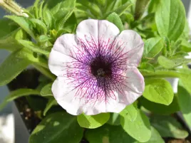petunia-capella-purple-veins-surfinia-bialof-fioletowe-kwiaty-na-balkon-sad