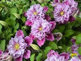 powojnik-clematis-piilu-polpelne-piekne-kwiaty-c2