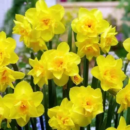narcyz-jonquilla-golden-delicious-5-szt-cebulki-cebule-kwiaty