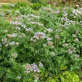 facelia-na-poplon-i-przedplon-nasiona-1-kg