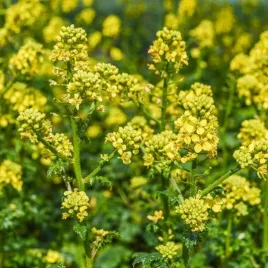 gorczyca-na-poplon-i-przedplon-nasiona-1-kg