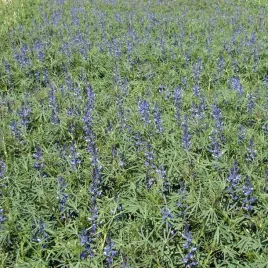 lubin-waskolistny-gorzki-poplon-nasiona-1-kg