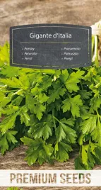nasiona-pietruszka-naciowa-gigante-d-italia-aromatyczna-premium-seeds-2-g