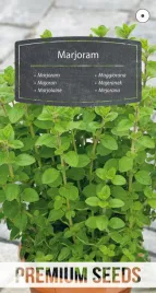 nasiona-majeranek-jednoroczny-do-uprawy-w-ogrodzie-premium-seeds-075-g