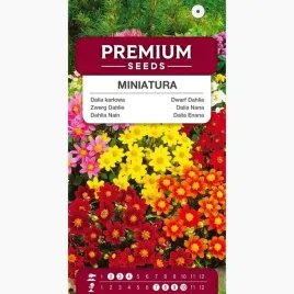 nasiona-dalia-karlowa-miniatura-mieszanka-na-rabaty-ogrod-premium-seeds-1-g