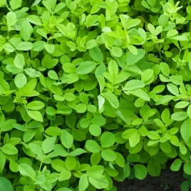 nostrzyk-bialy-100g-nasiona-kwiatow