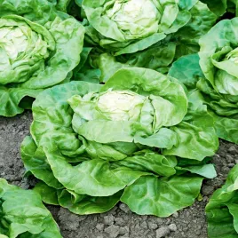 salata-maslowa-marta-zielona-nasiona-warzyw-salaty