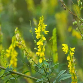 nostrzyk-lekarski-zolty-100g-nasiona-kwiatow