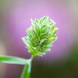 nasiona-trawy-trawa-ozdobna-kanar