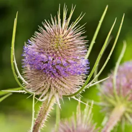 szczec-pospolita-nasiona
