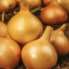 cebula-supra-nasiona-warzyw-wysoka-plennosc-wyrownane-cebule